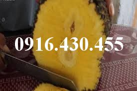 Cây giống mít không hạt